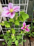 IMG_1860.JPEG