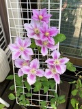 IMG_1884.JPEG