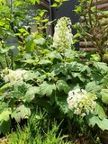 IMG_1906.JPEG