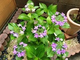 IMG_1911.JPEG