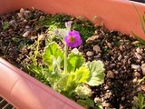 IMG_2398.JPEG